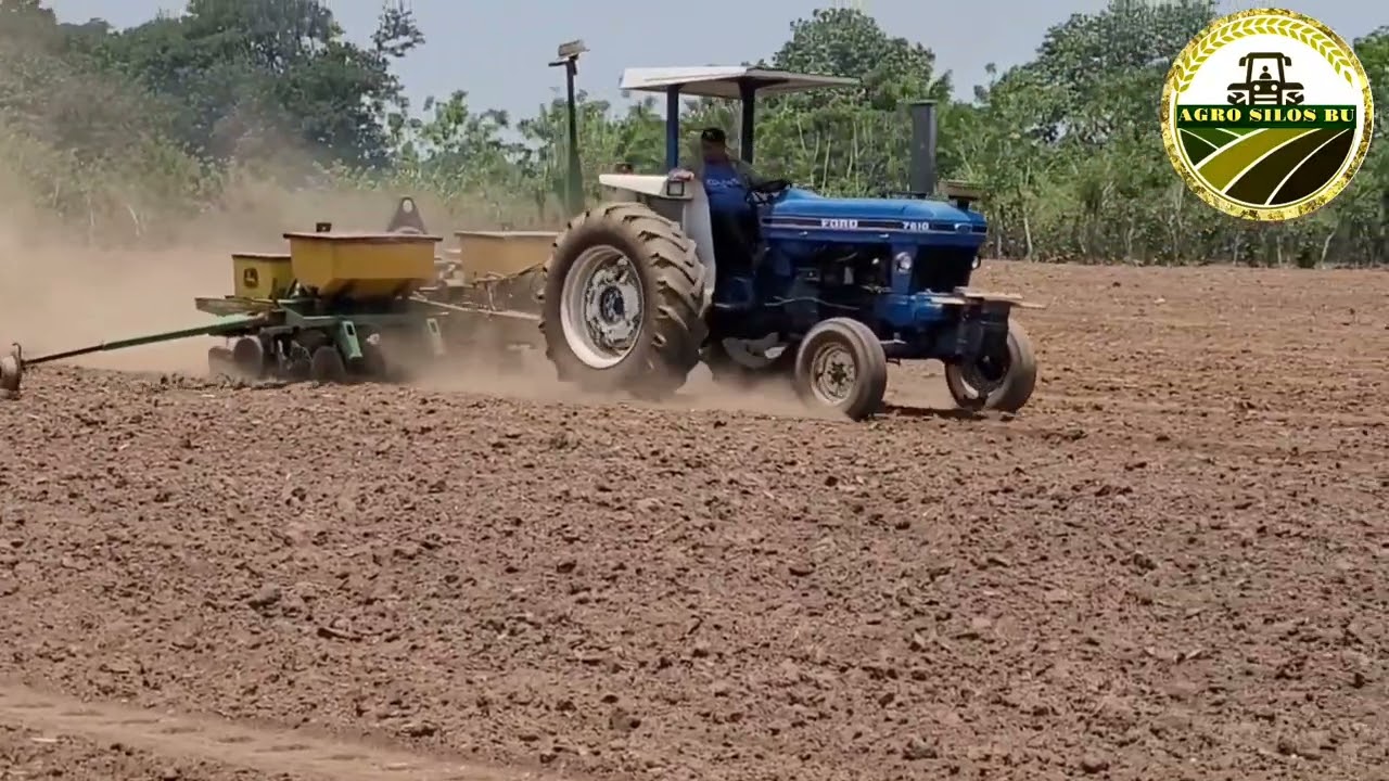 DEKALB AMARILLO 7088