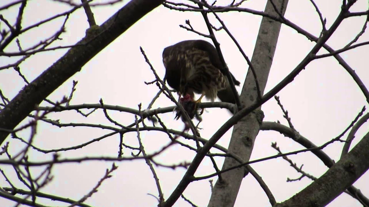 RHM Male Sharp-Shinned Hawk & Merlin Falcon (Size Close)