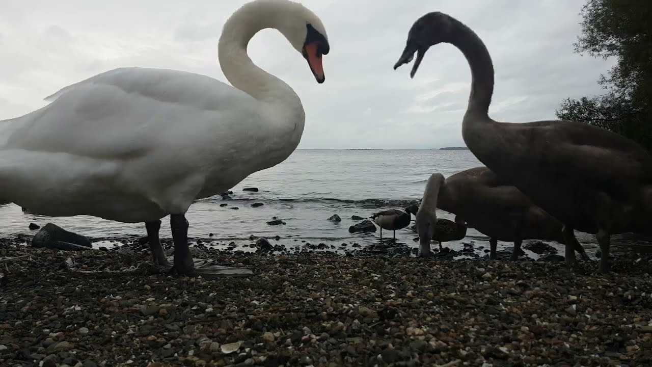 🇮🇪☘MUTE SWAN FAMILY🦢CYGNETS🐥MALLARD DUCKS🦆LOUGH NEAGH🧞‍♂️OXFORD ISLAND NATURE RESERVE IRELAND🇮🇪LIKE