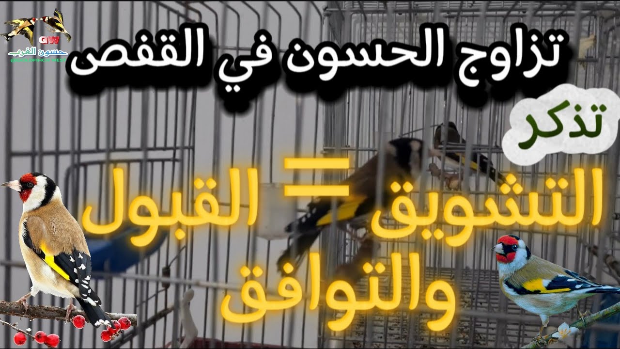 قبل إدخال ذكر الحسون على الأنثى في قفص التزاوج | التشويق = القبول والتوافق |  #birds #الحسون #مقنين