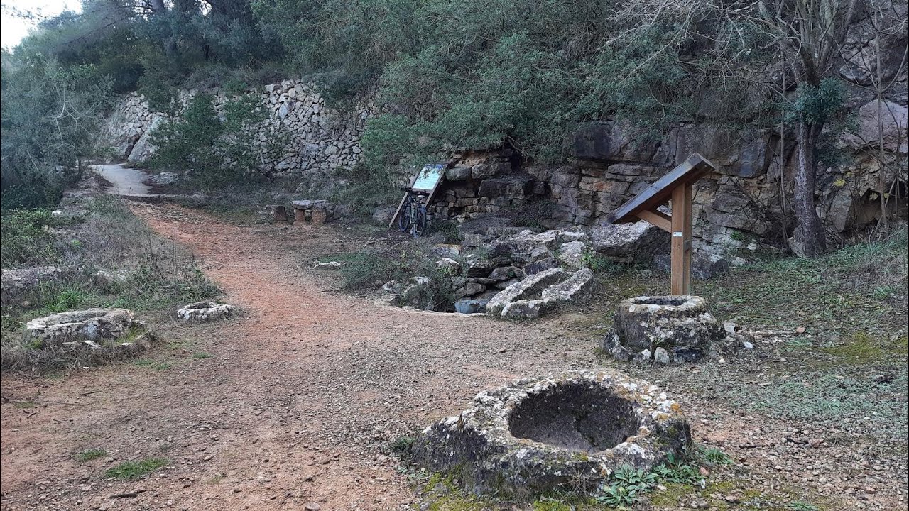 JAVEA, FONT DE LA MATA, MIRADOR DE PEDREGUER, OLIVO MILENARIO. XABEA.