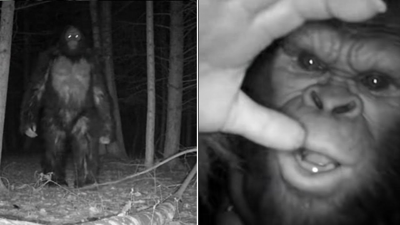 Cazador deja una cámara trampa — Lo que vio lo DEJÓ EN SHOCK. Historia con BIGFOOT.