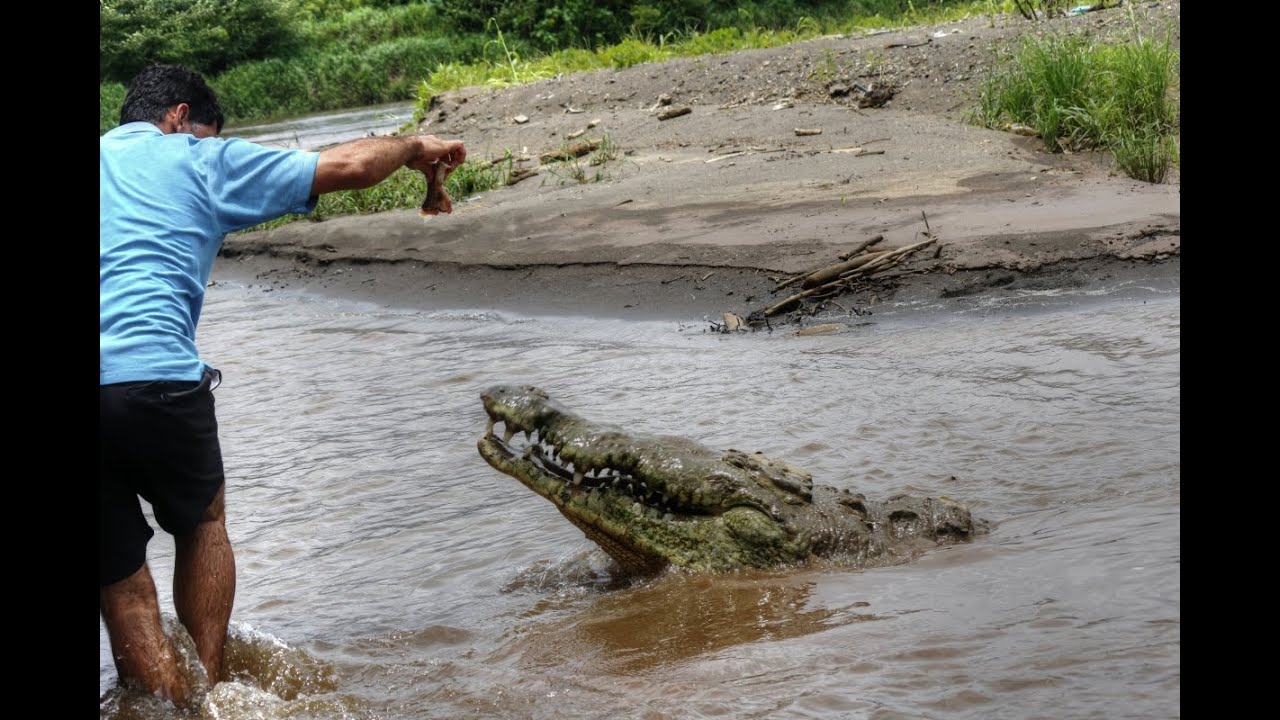 Costa Rica Tarcoles River - Crocodile Mangrove Tour
