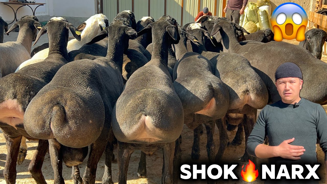 AKRAMJON AKA YIRIK QO’CHQORLAR NARXINI SINDIRDI SHOSHILING PULI ARZONLARI KELDI