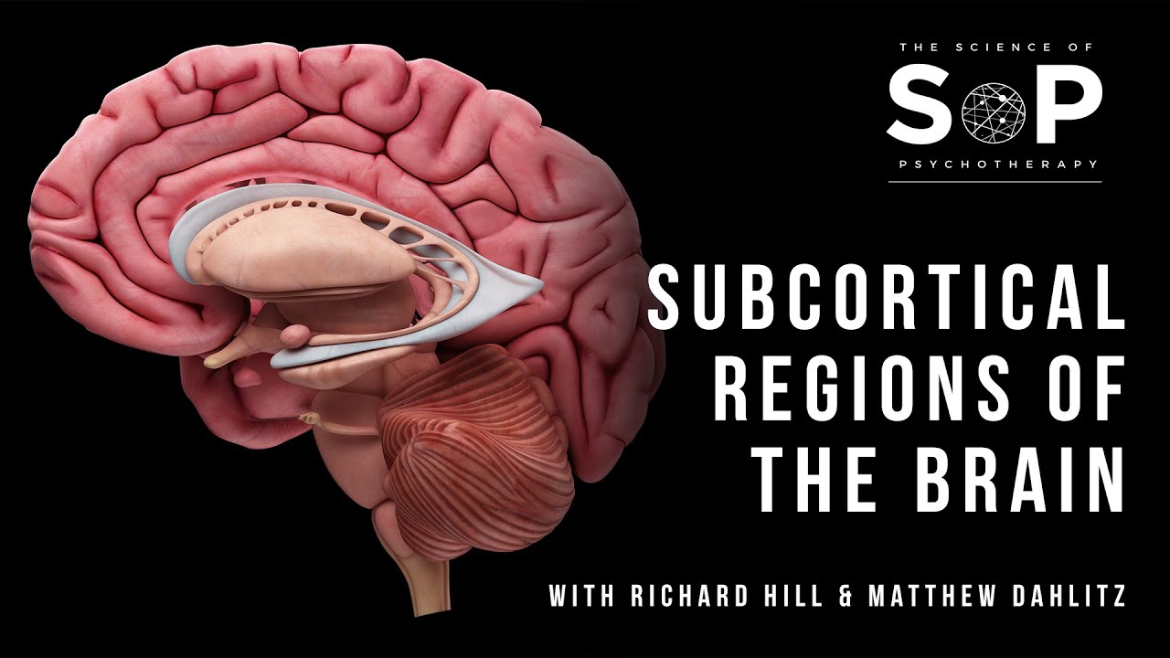 What are the subcortical regions of the brain?
