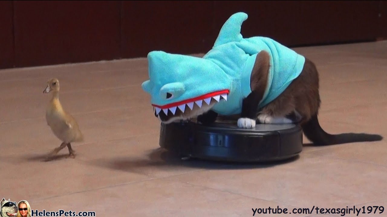 Cat In A Shark Costume Chases A Duck While Riding A Roomba 