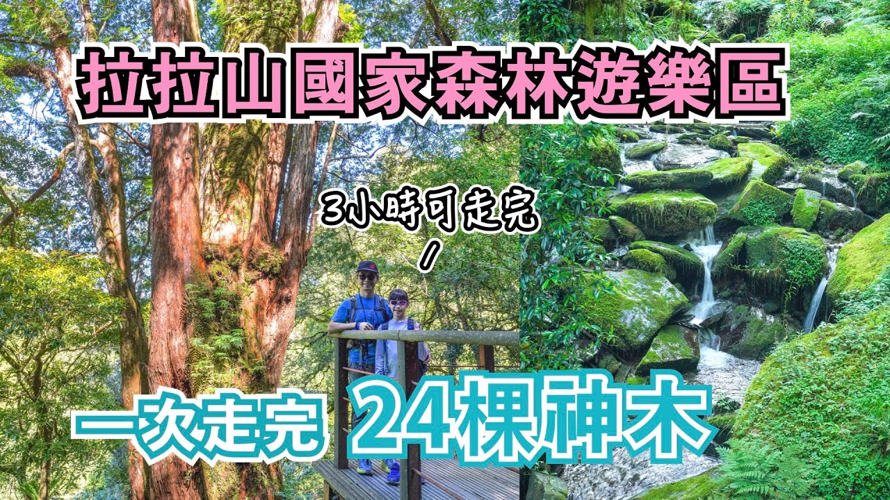 拉拉山國家森林遊樂區｜巨木群步道24棵一次看完~路線怎麼走？交通/停車/門票資訊｜全新改建遊客中心｜全台最大面積紅檜森林、北部氧氣最多的地方｜桃園景點｜北橫怎麼玩