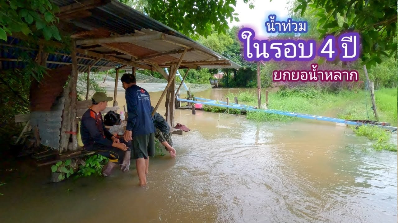 น้ำท่วมในรอบ 4 ปี ได้เวลายกยอกินข้าวป่า เข้าเเต่ละฝูงยกเเทบไม่ขึ้น / บ้านนอก EP.657
