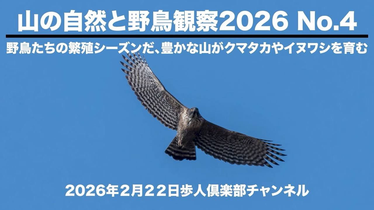 山の自然と野鳥観察2026No4 2026年2月22日　野鳥撮影　山では野鳥が繁殖シーズン、イヌワシが一足早く抱卵を始めた　クマタカの交尾も始まっている　豊かな山がクマタカやイヌワシを育む