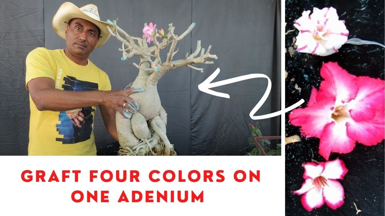 Adenium /Four Color Flower on One Plant/Easiest Grafting
