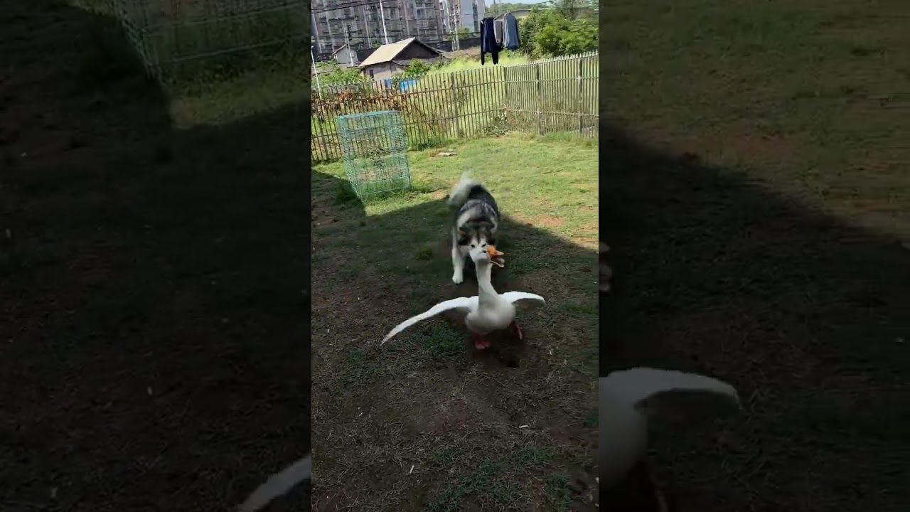 The competition for the next generation has always been so fierce 😂 #animals#dogs#cute#animals