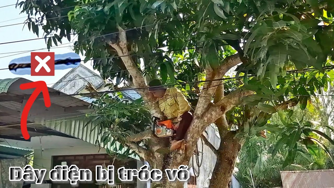 Cưa cây Xoài gần nhà, dây điện / Sawing Mango tree near house, electric wire | T854