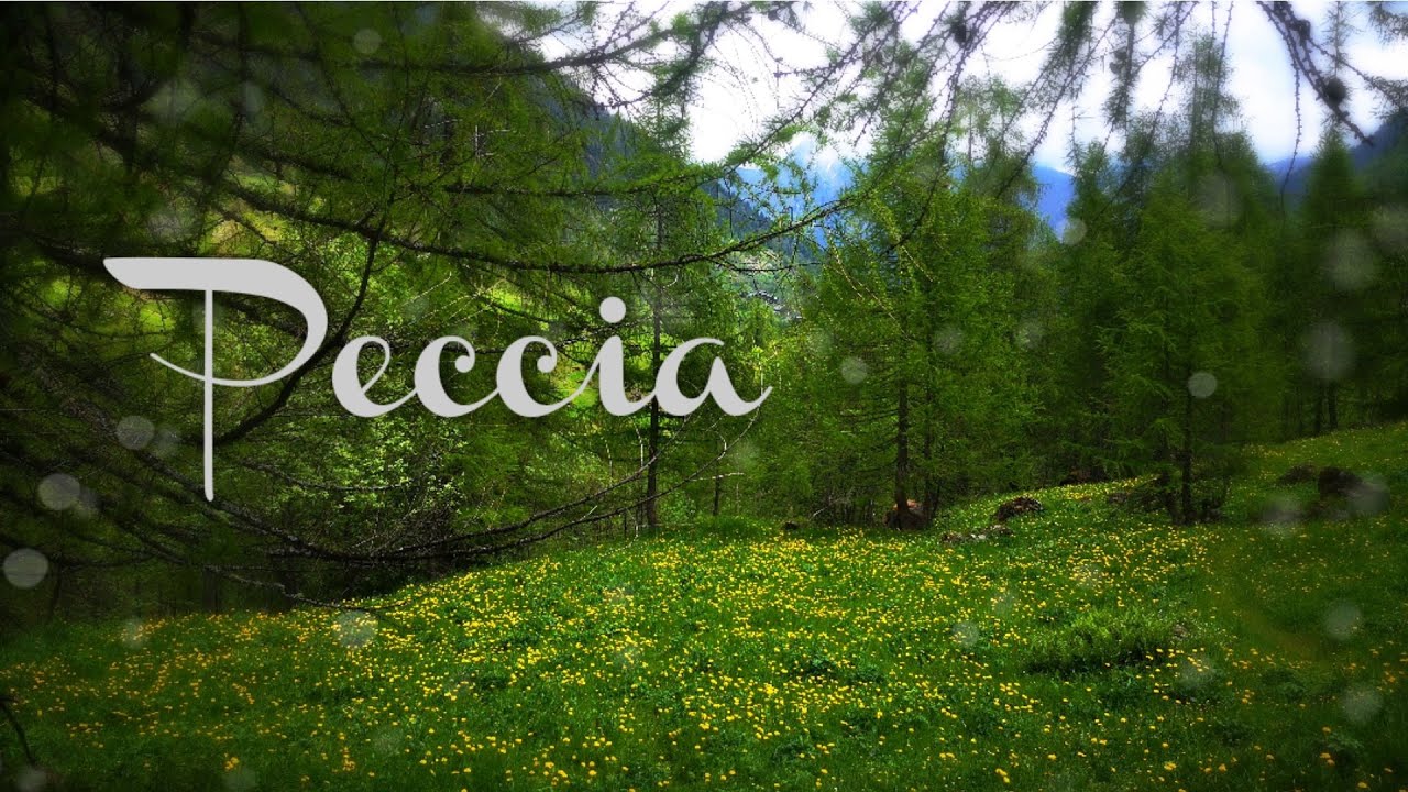 ⛰️PECCIA🏞️