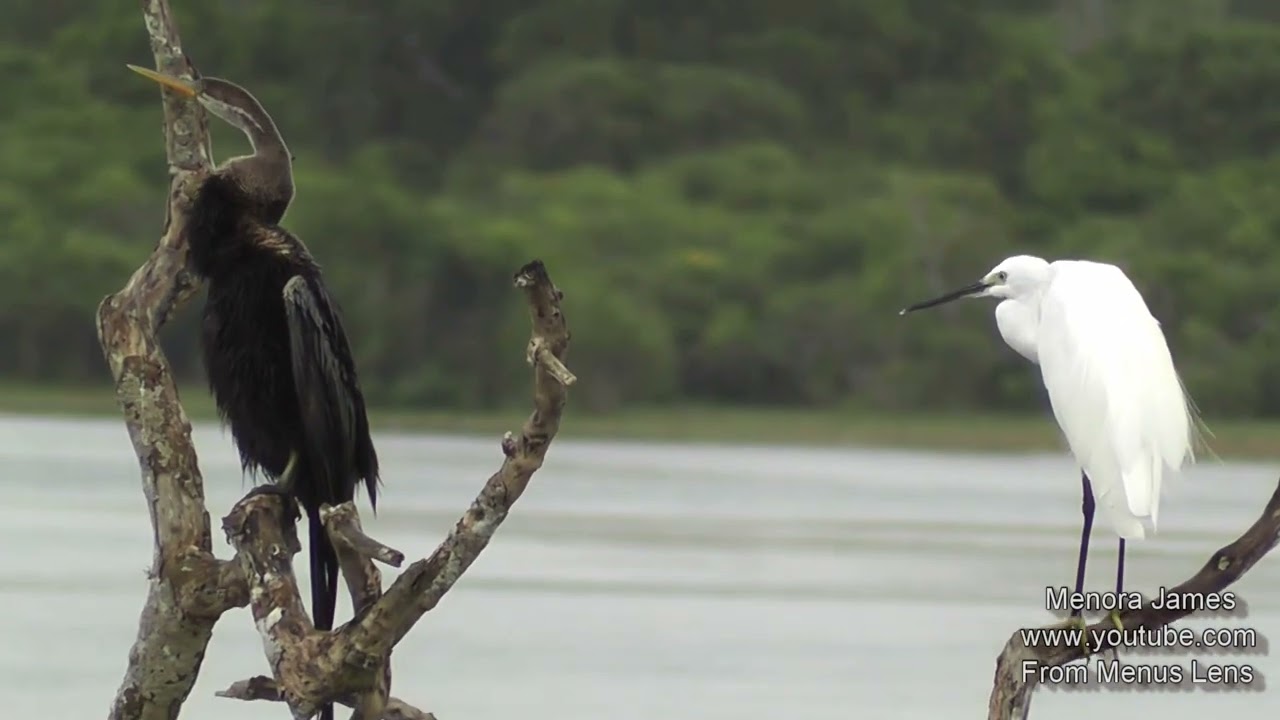 Amazing Species Of Lake Birds At Their Natural Habitat