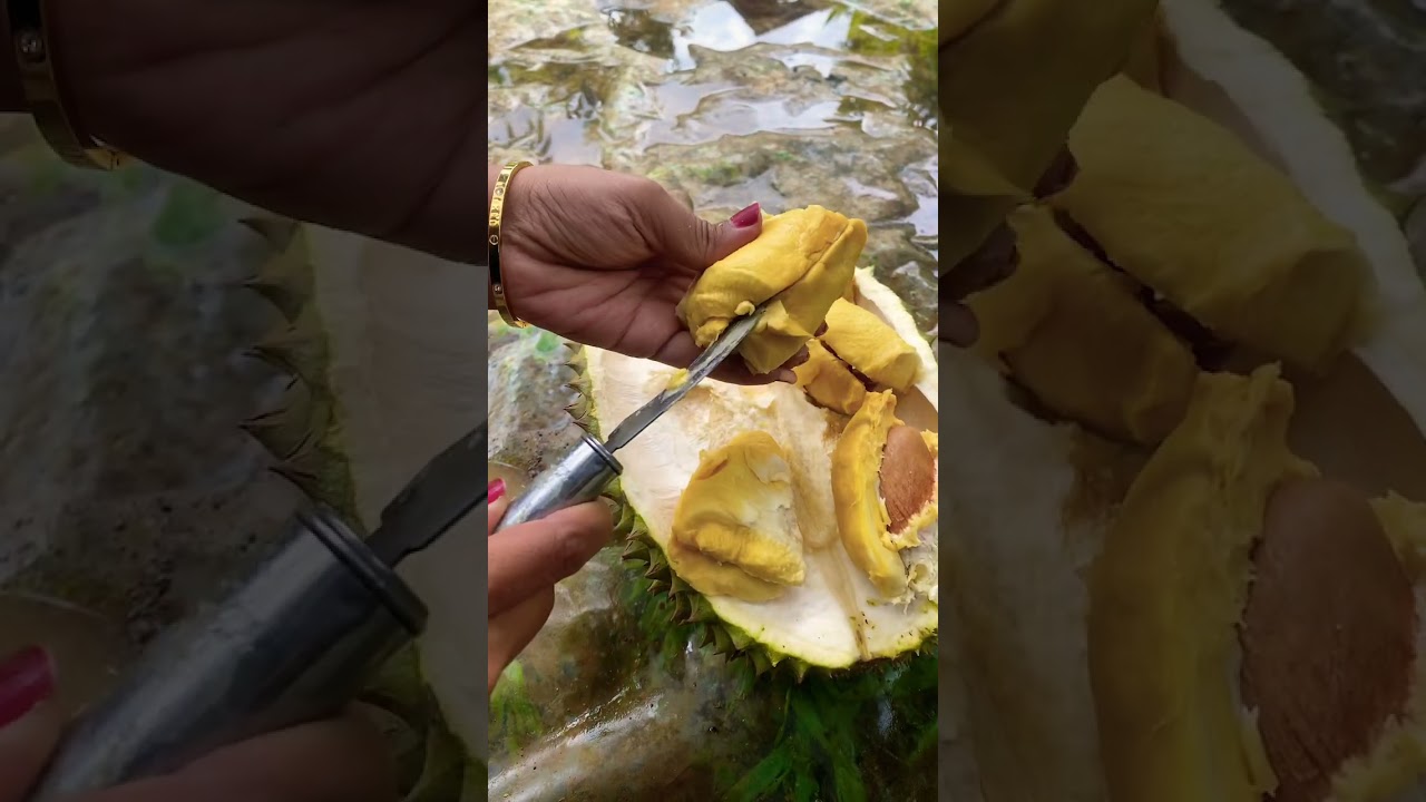 Durian bawor daging tebal 