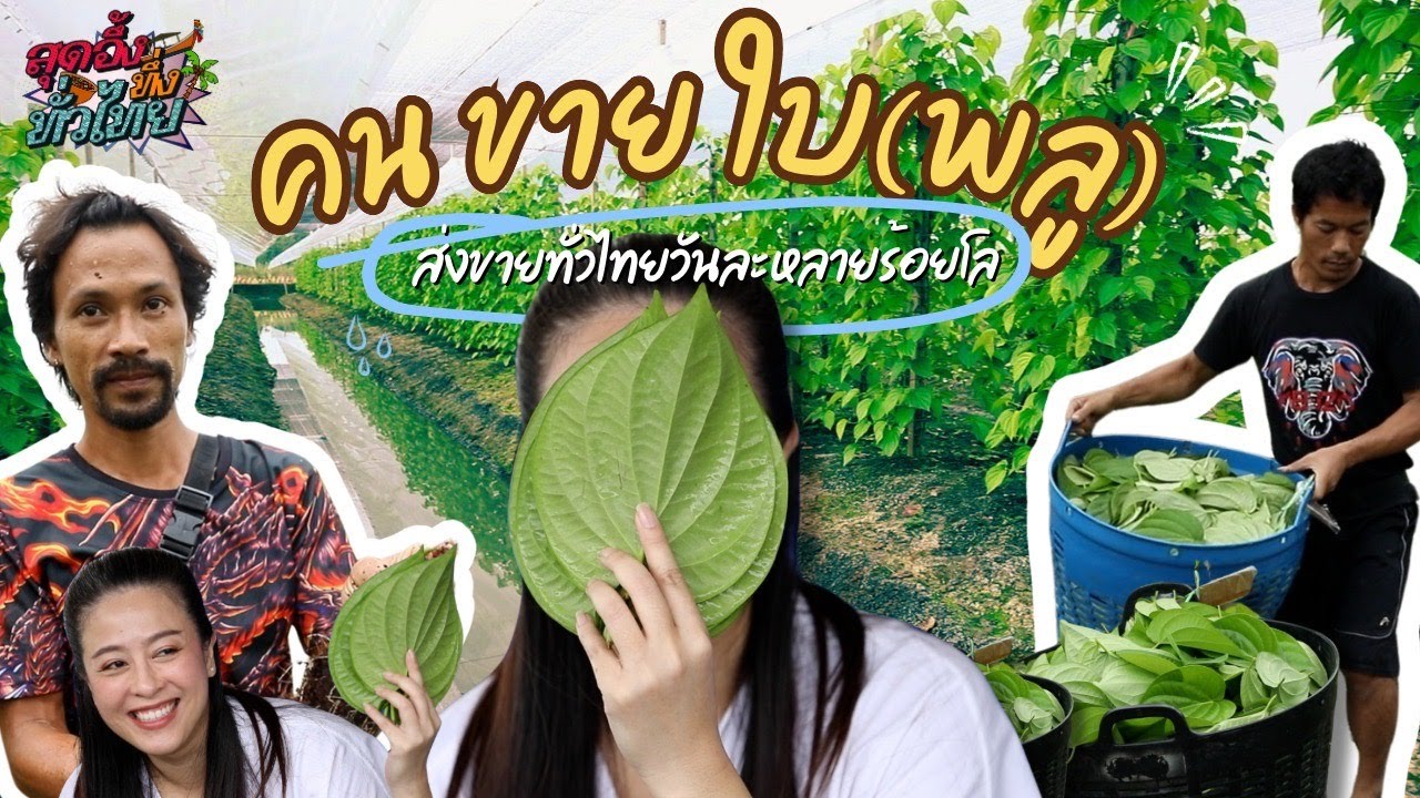 อาชีพผลิตใบพลูเหลืองส่งขายทั่วประเทศไทยกับรายได้ไม่ธรรมดา | สุดอึ้งทึ่งทั่วไทย