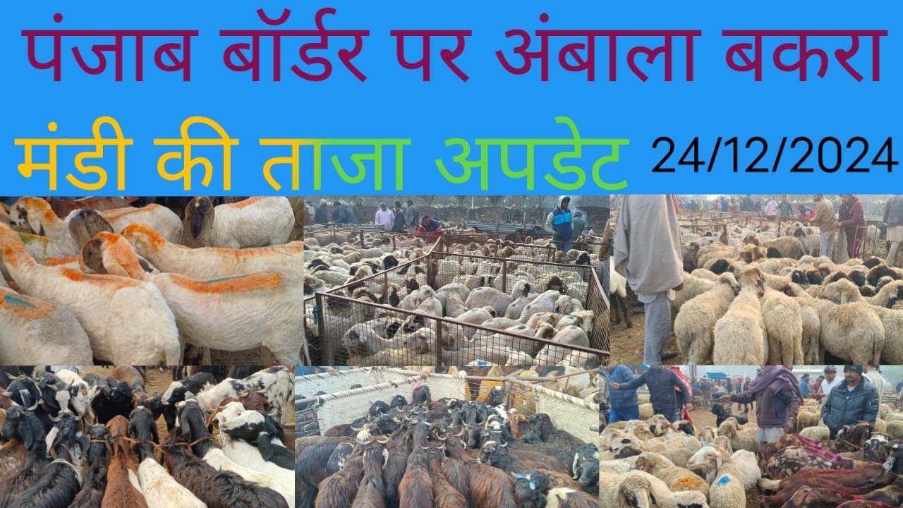 पंजाब बॉर्डर पर अंबाला बकरा मंडी की ताज अपडेट #Ambala Bakra Mandi#9050518118