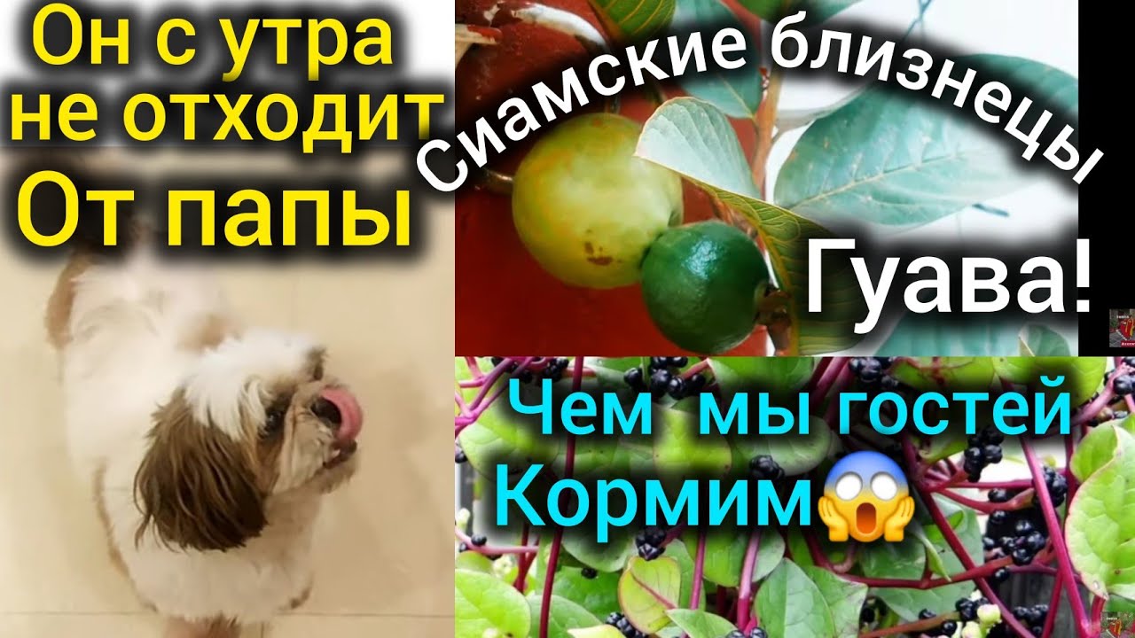 Опять гости! В меню овощи в маковом соусе и растение,которое можно съесть а семенами накрасить пятки