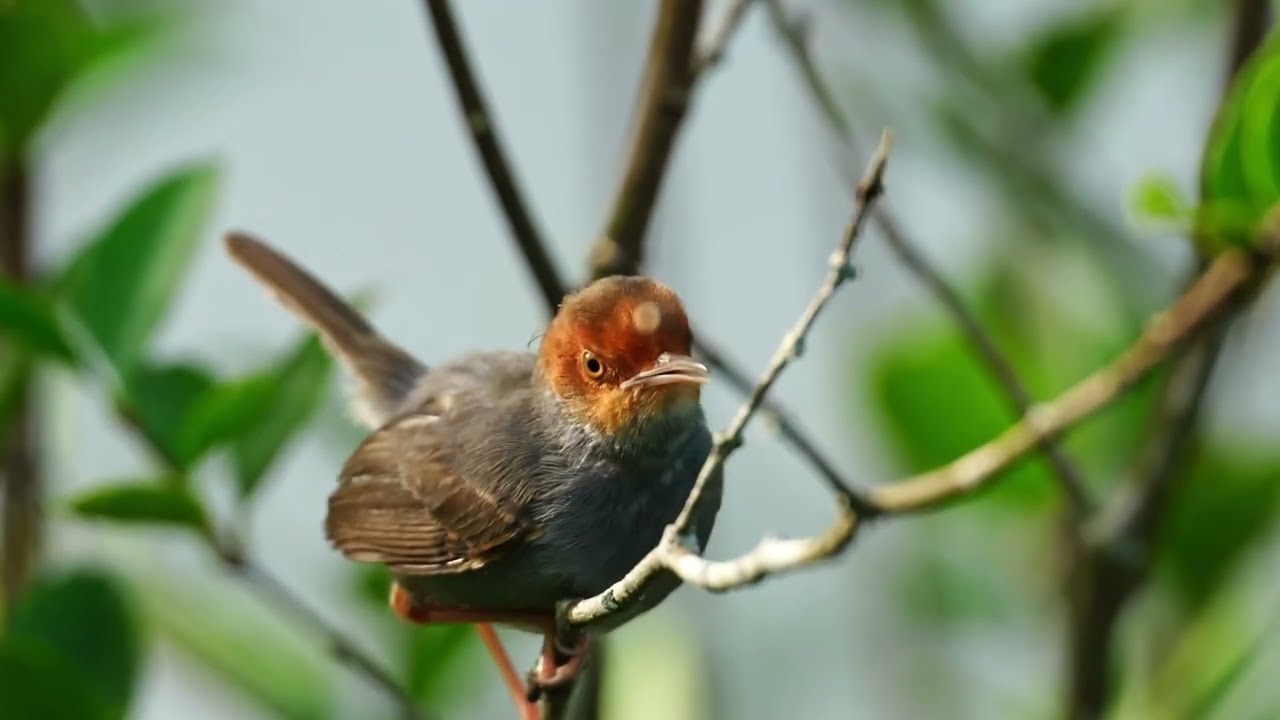 Ashy Tailorbird Calling