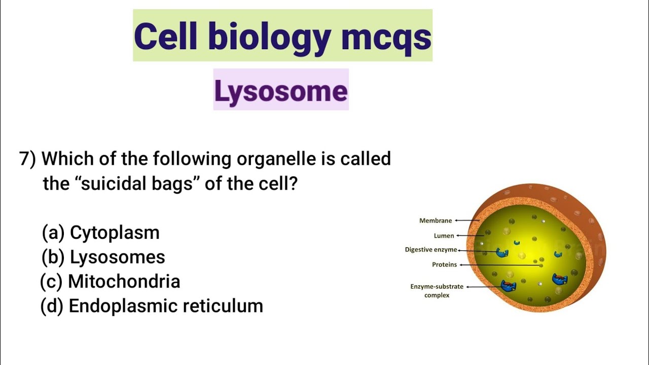 Cell biology mcq questions and answers|| mcq on lysosomes
