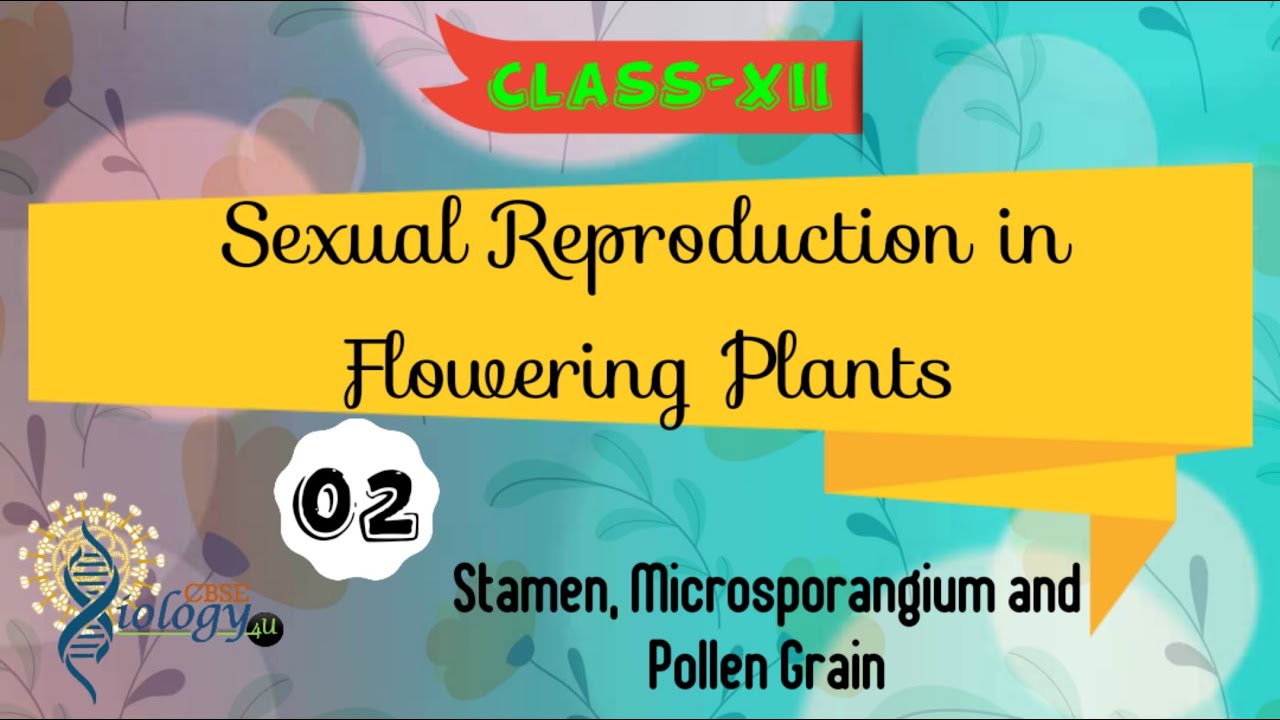 Stamen, Microsporangium & Pollen Grain|Sexual Reproduction in Flowering Plants|Class 12|CBSE Biology