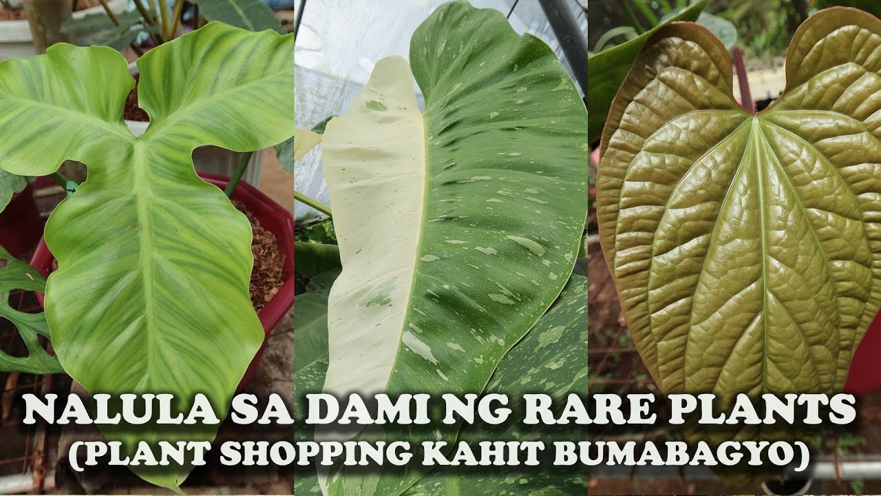 NALULA SA DAMI NG RARE PLANTS (Ang Daming Bagong Halaman)