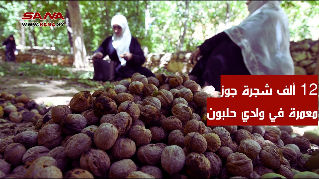 يصنف إنتاجه بأفضل أنواع الجوز.. وادي حلبون يضم 12 ألف شجرة جوز معمرة على مساحة 1200 دونم