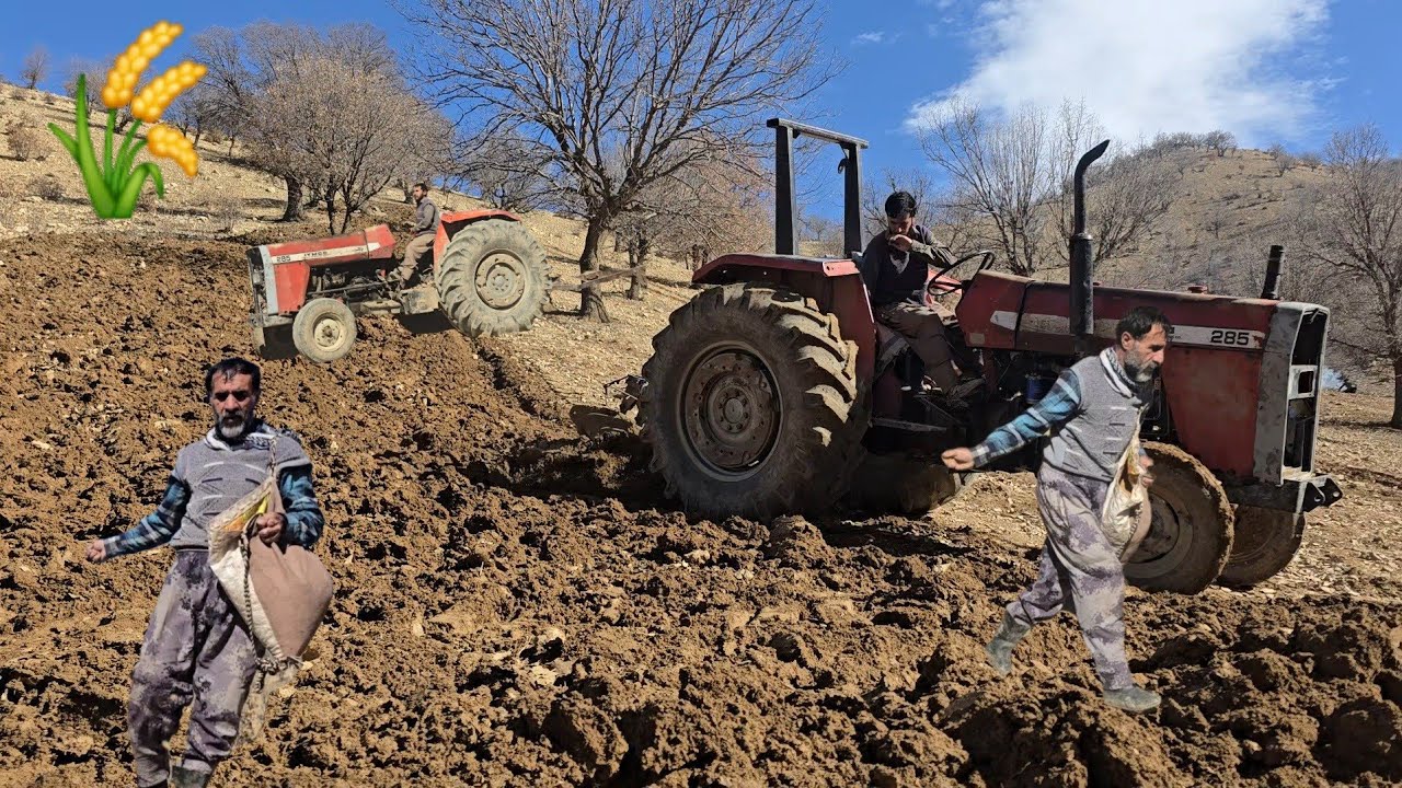 “A Day with Nomads in the Zagros Mountains | Planting Barley and Wheat” 🌾