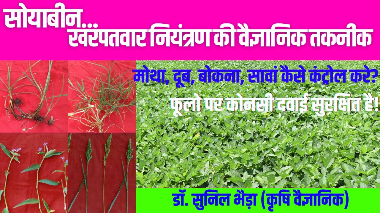 सोयाबीन में  खरपतवार नियंत्रण/ Weed Control in Soybean/सोयाबीन में मोथा, सावां कैसे कंट्रोल करे?