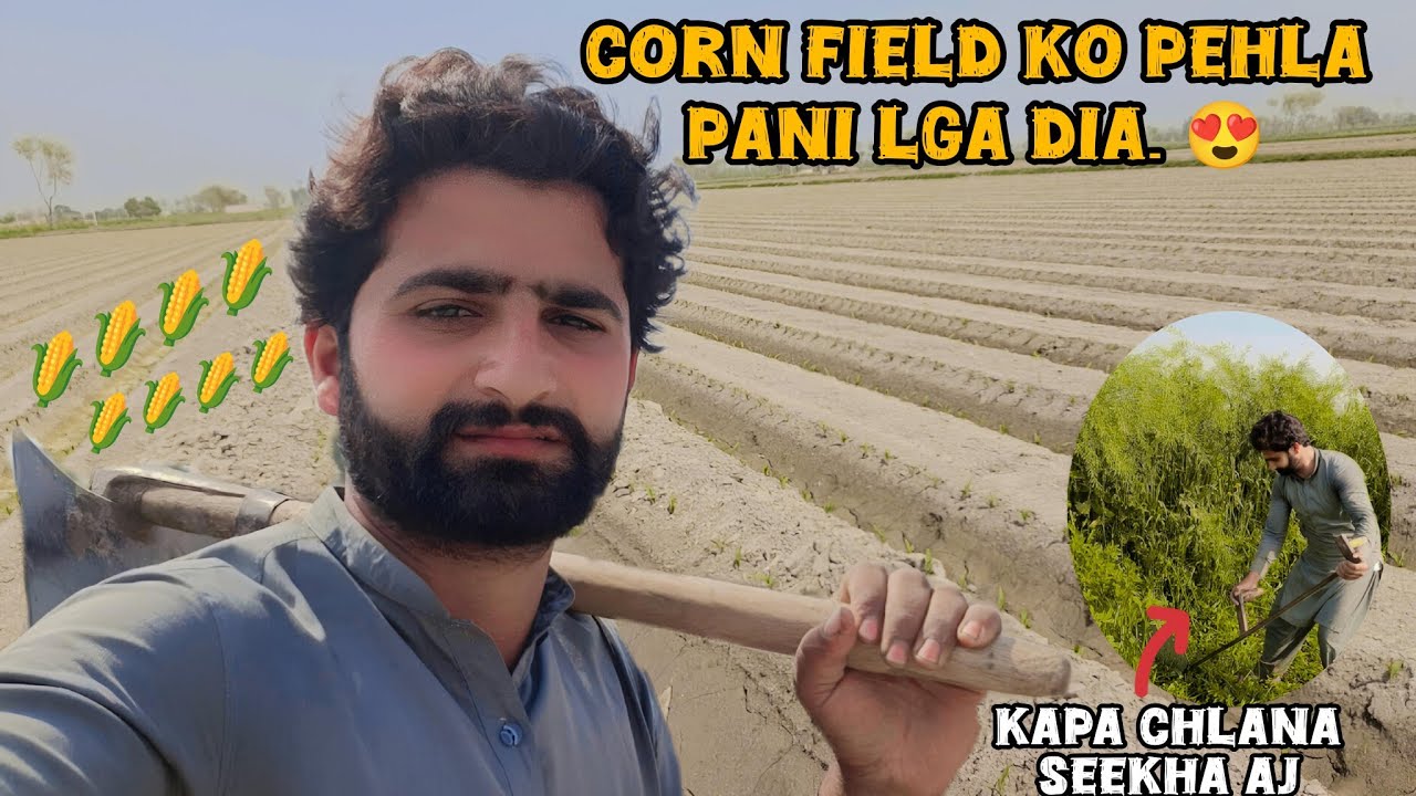 Alhamdulillah makai ko Pehla Pani lga dia 🥰 | Kapa chlana  sikha AJ 😀 | Arain Dairy Farm vlog 