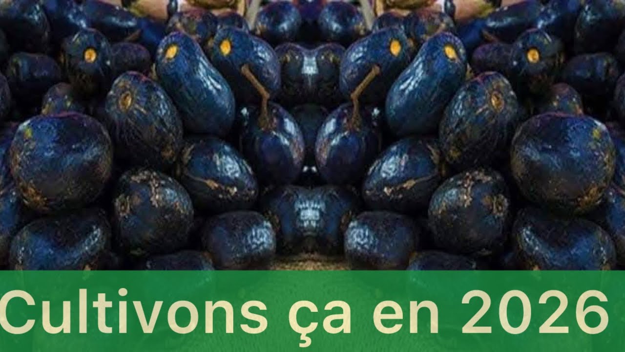 BUSINESS PLAN 2026 – CULTURE DU SAFOUTIER Avec association Cacao / Bananier plantain / Papaye