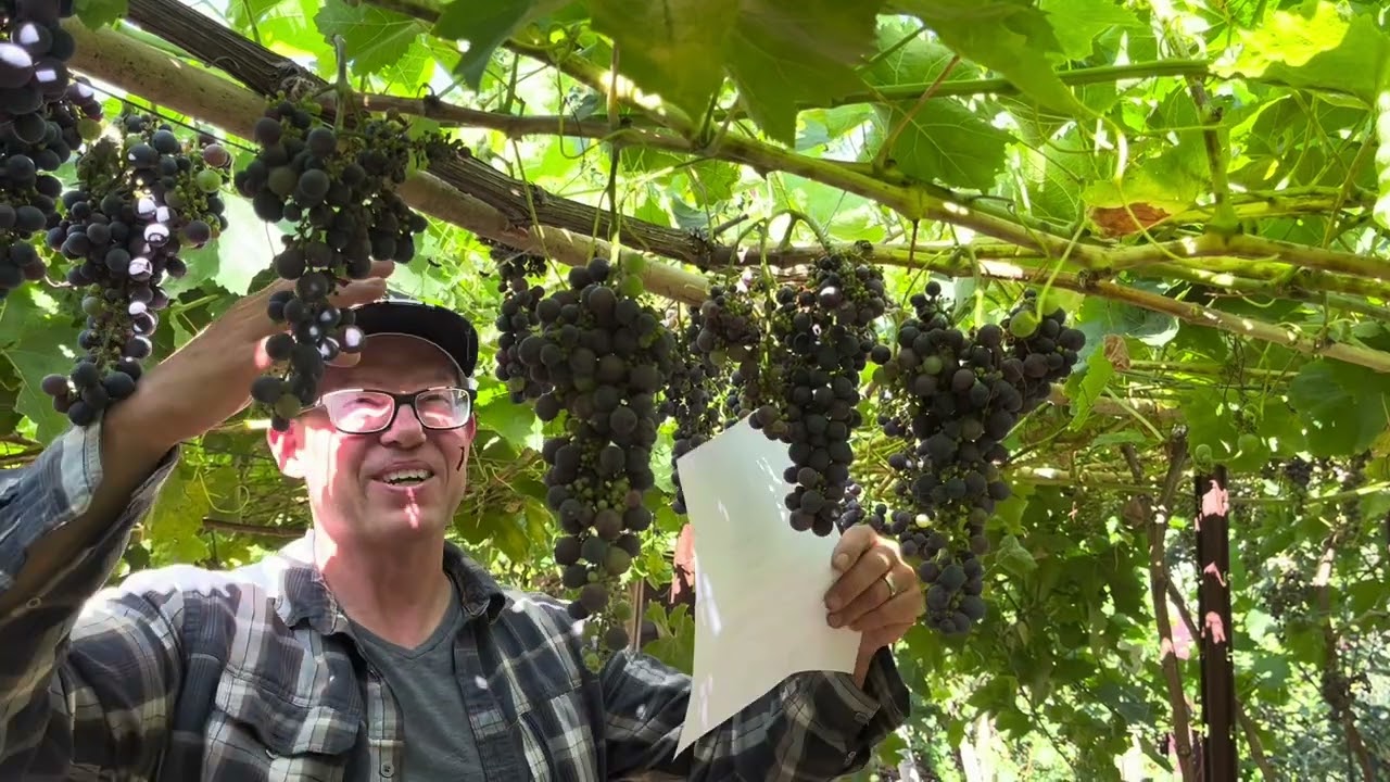 Benefits Of Elevated Grape Trellis Systems for Wine