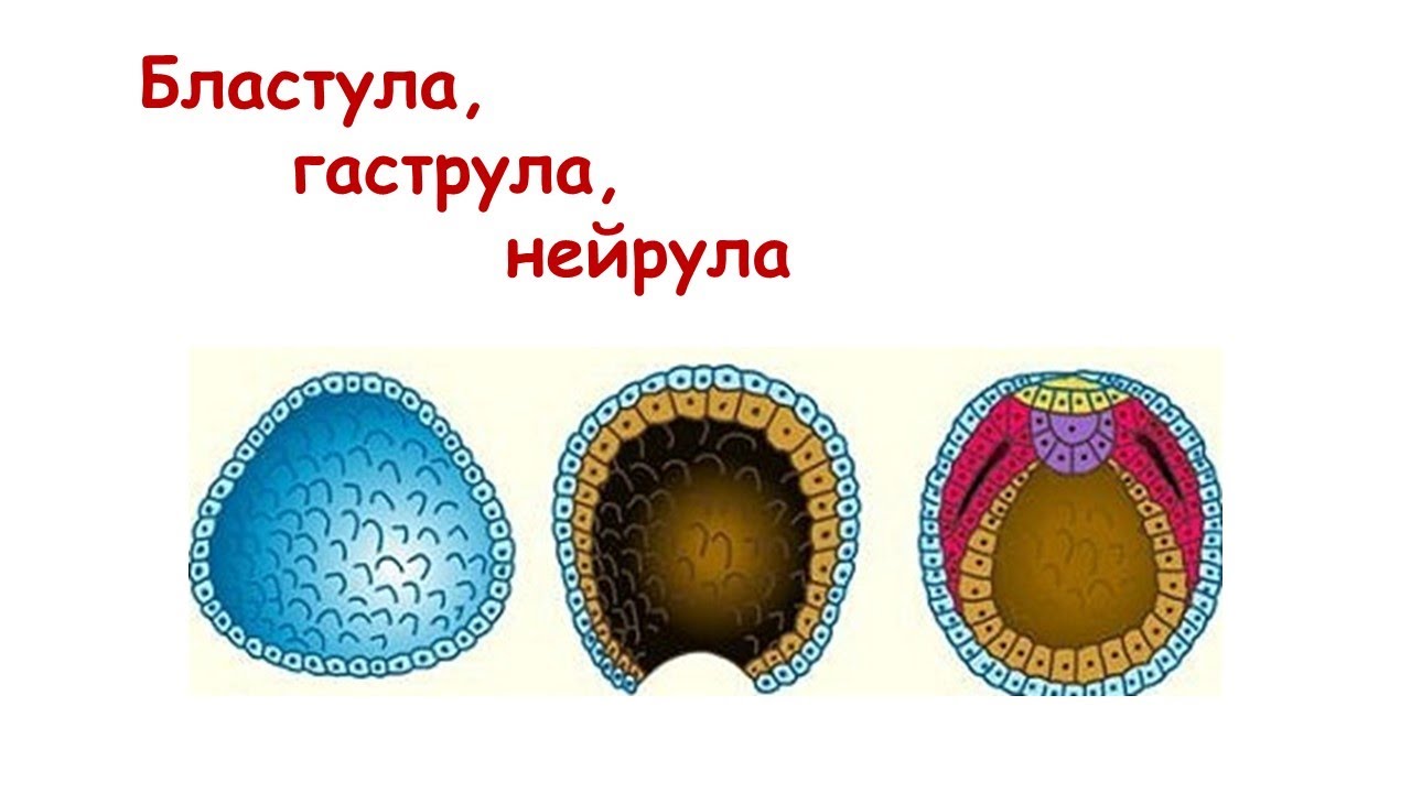 Бластула, гаструла, нейрула