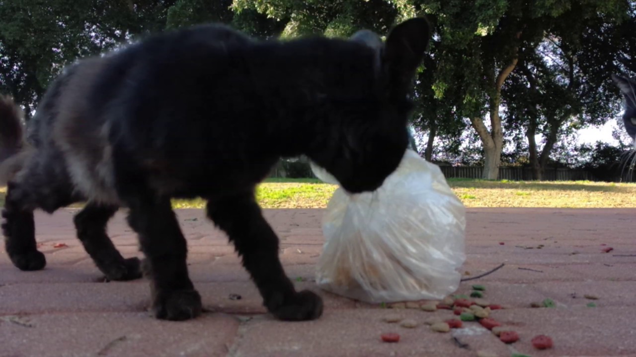 打猫🐈Fight cats 懒惰猫的搞笑斗争 Смешная драка ленивых котов, рыжий одноглазый котик 싸우는 고양이 懒惰猫的搞笑斗争