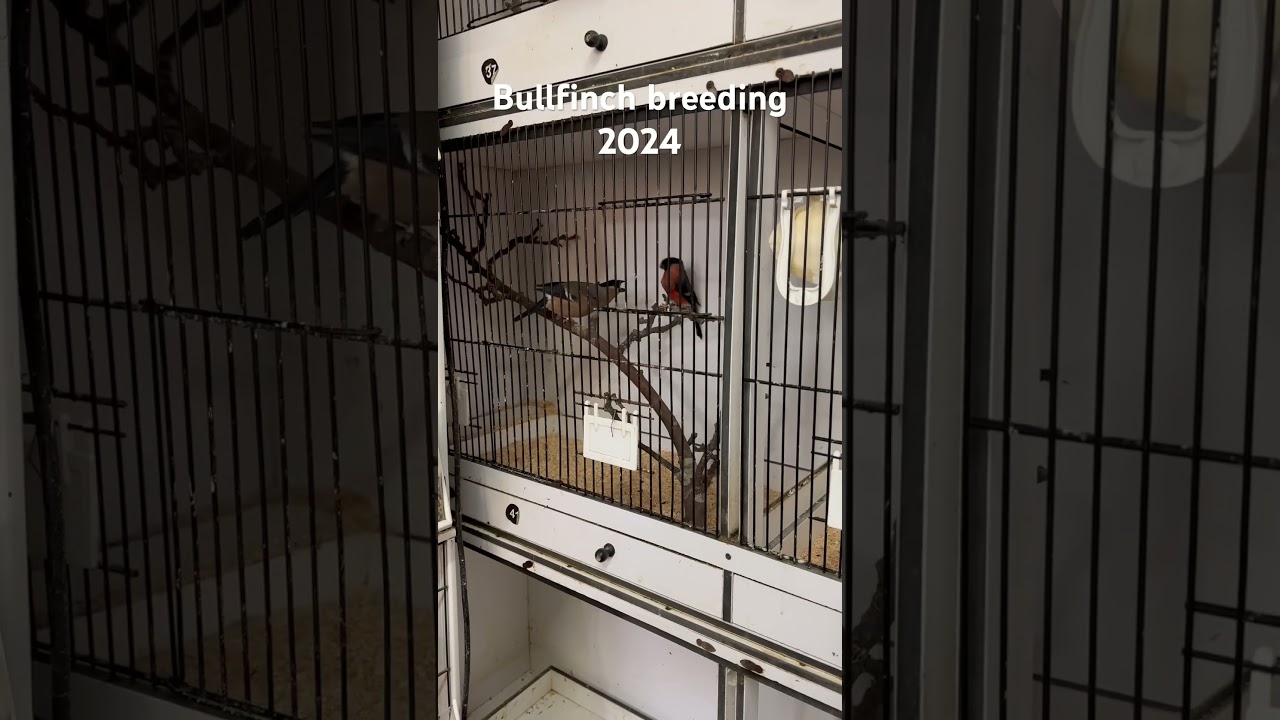 Brytyjskie gile do hodowli w 2024 roku #Thecanaryroom #Bullfinch