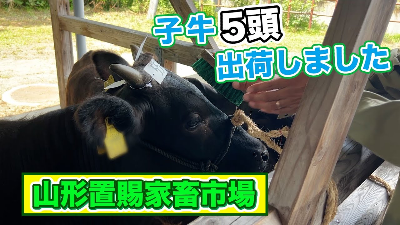 家畜市場に子牛を出荷しました