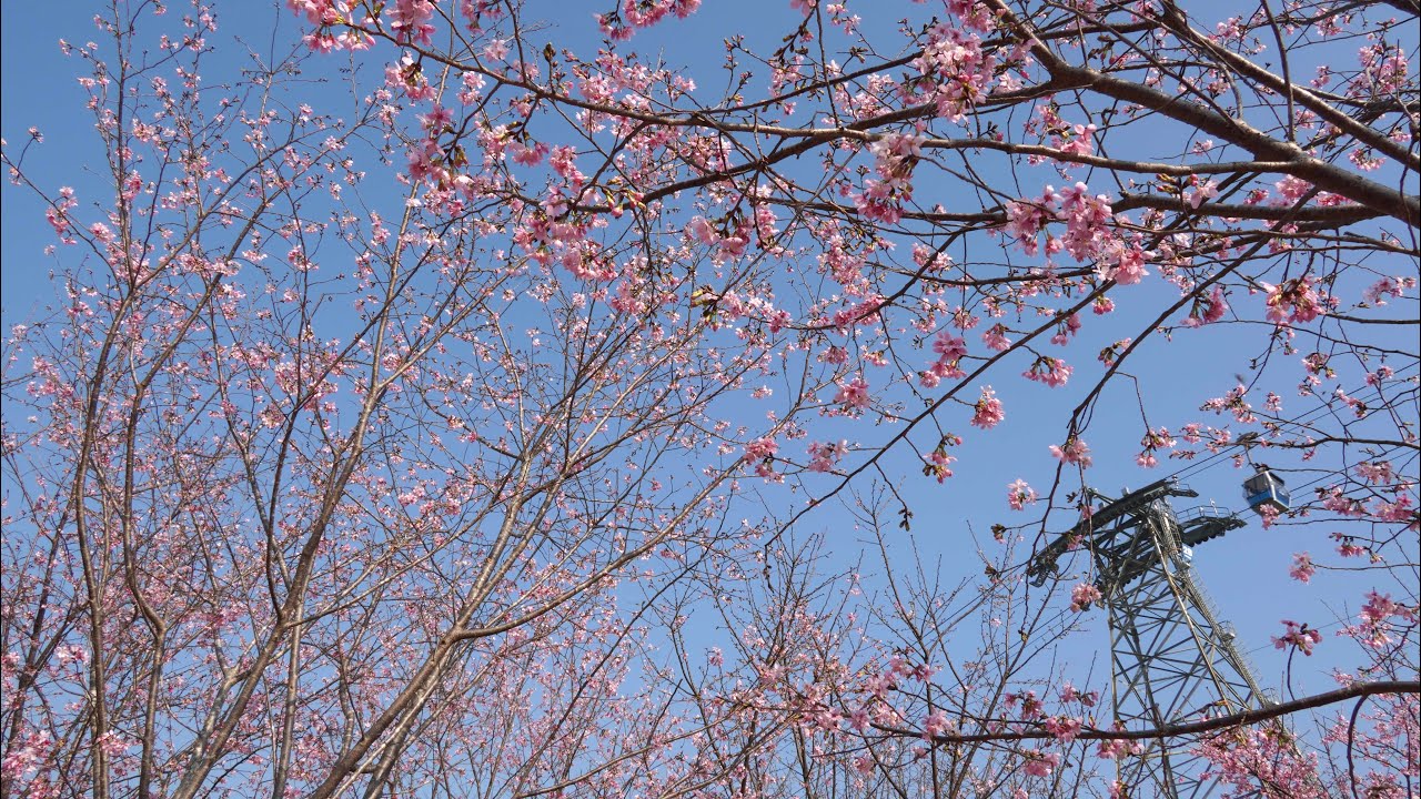 機場櫻花海岸 Cherry Blossom Bay Hong Kong Internatonl Airport