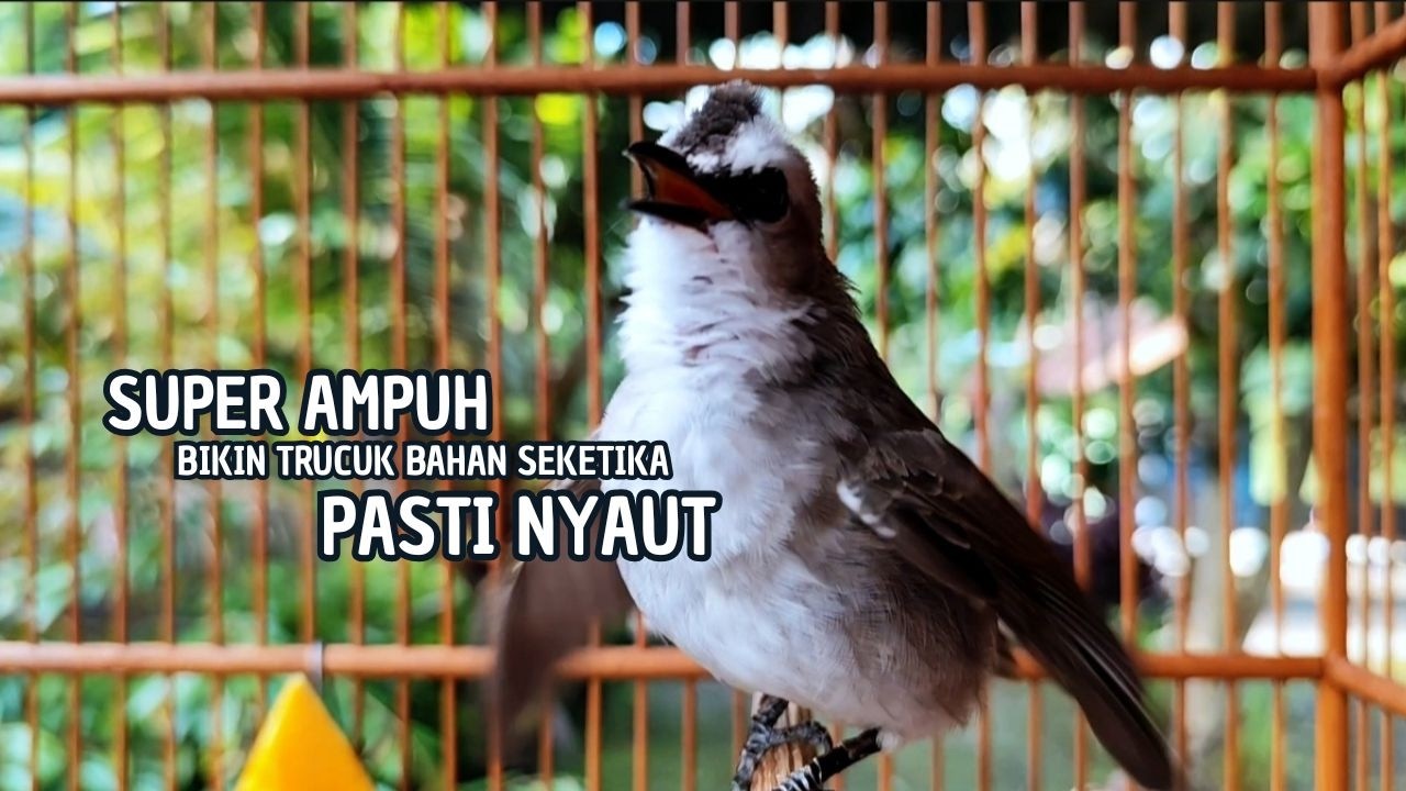 TRUCUKAN GACOR TARUNG ROPEL PANJANG Pancingan trucukan Agar Bunyi Jadikan Burung Trucuk Gacor Nyaut