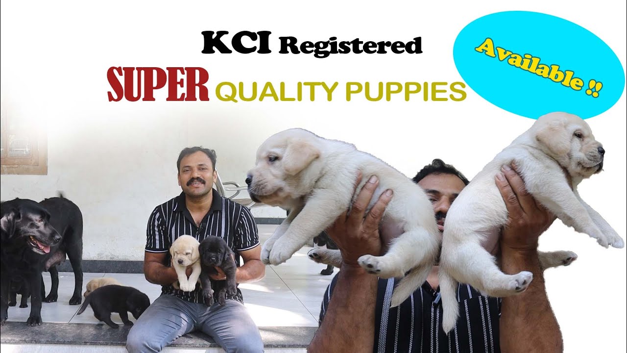 KCI REGISTERED SUPER QUALITY PUPPIES  AVAILABLE