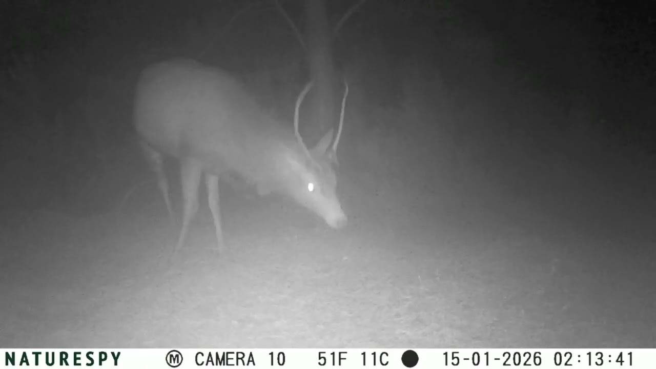 15 January 2026: The Secret Life of the Forest, Return of the Red Deer