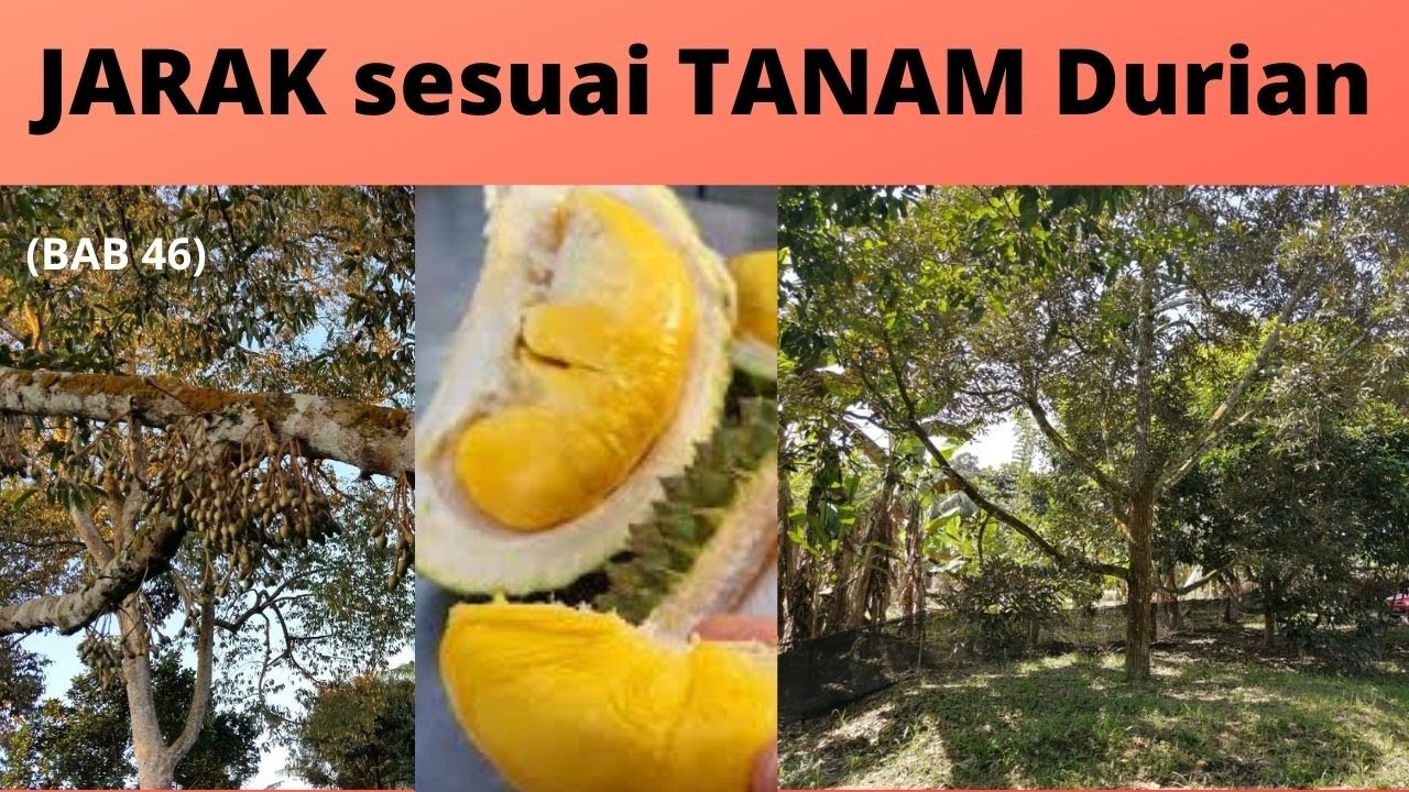 Sifu Durian BAB 46 | JARAK Tanam Durian Yang Paling Sesuai
