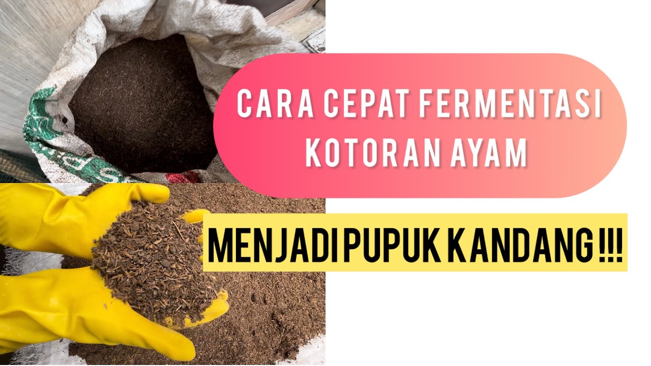 Fermentasi Kotoran Ayam‼Menjadi pupuk kandang‼Anti Ribet
