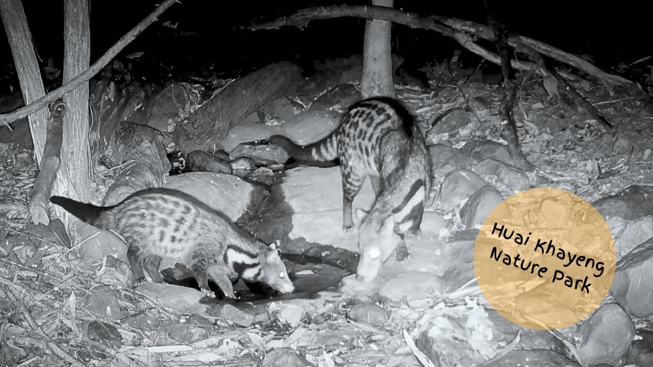 Caught on Camera: A Rare Civet Mother and Her Baby