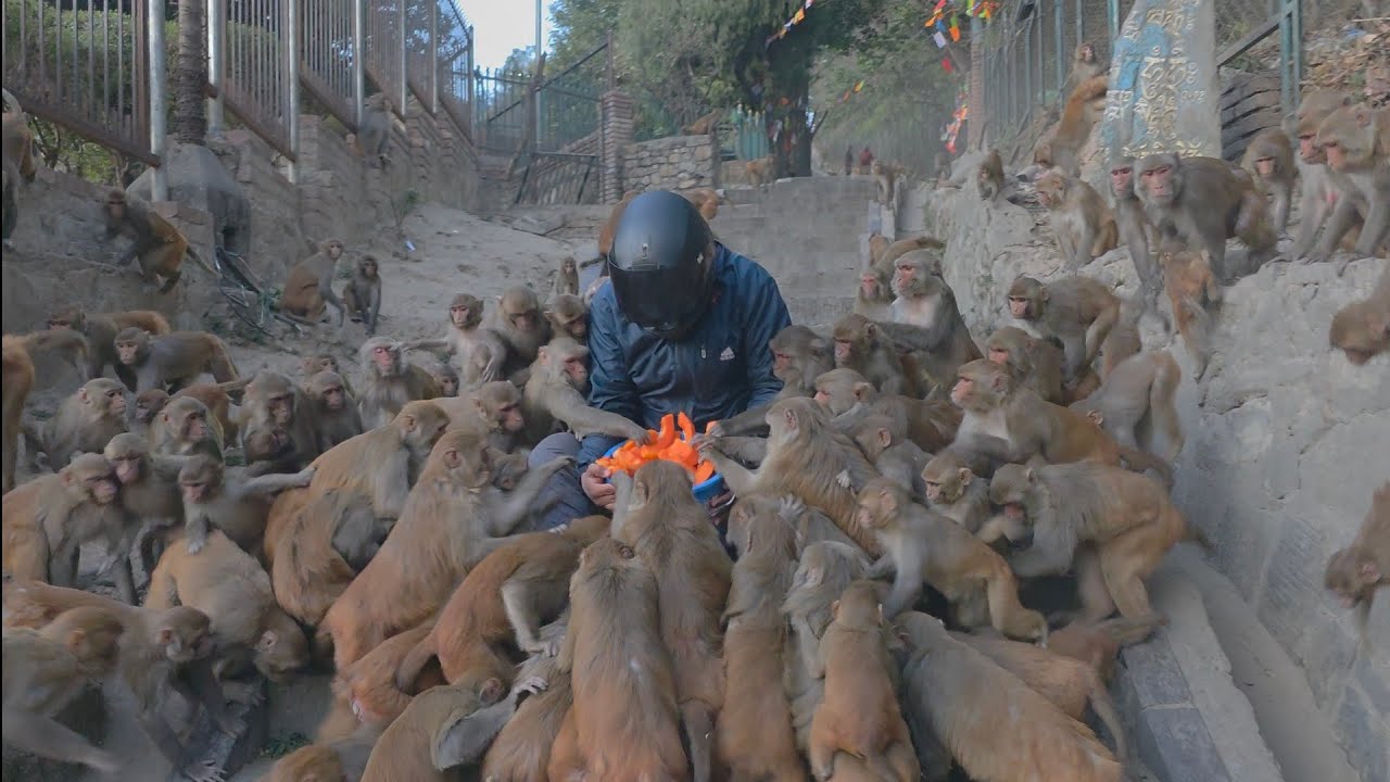 Monkey’s Reaction After Eating Papaya & Carrots Will Make You Smile 😊🐒