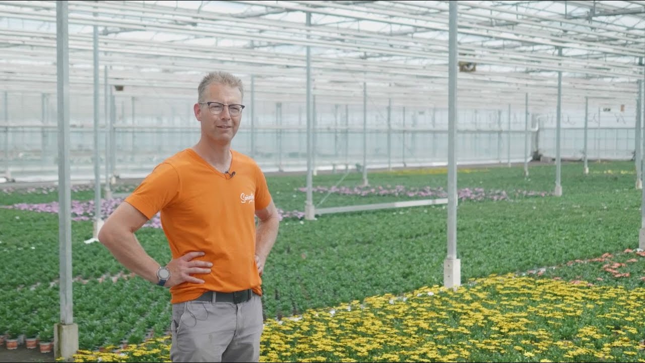 Señoritas ® kweker Spaloo Plant - Spaanse Margrieten van Nederlandse bodem