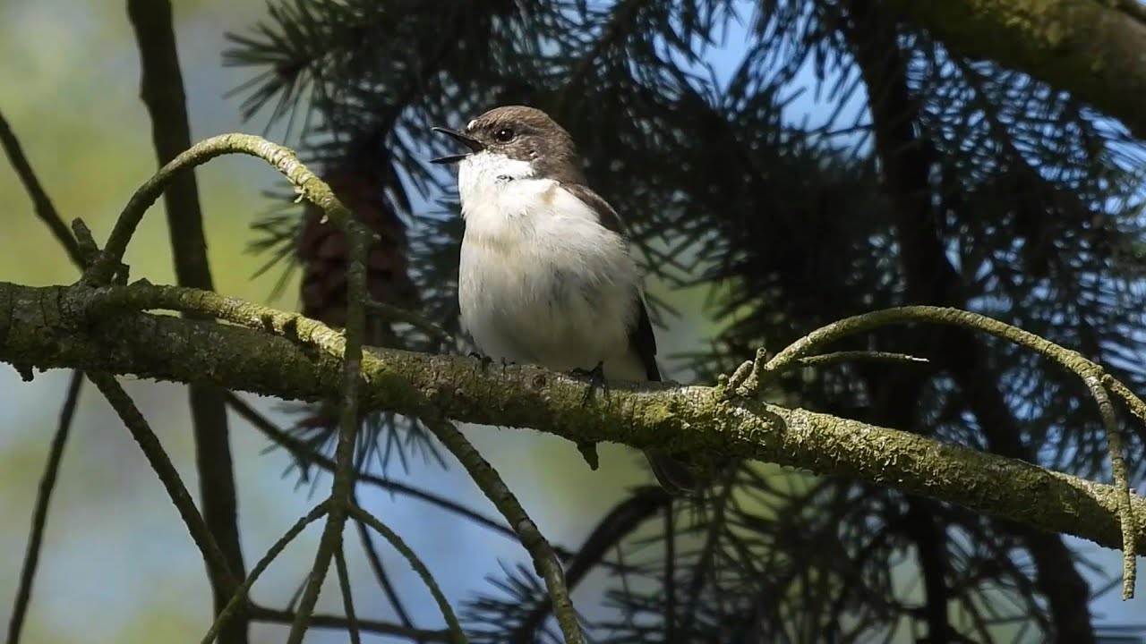 Der Trauerschnäpper und sein lebhafter Gesang