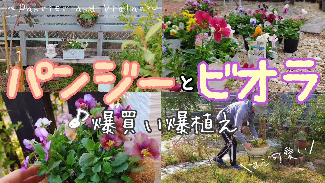 【ガーデニング】パンジーとビオラを買いまくってお庭に飾りまくったら気持ちがとってもハッピーなりました！ビオラだけ、パンジーだけのシンプル植えがブーケみたいな可愛いさでございます。