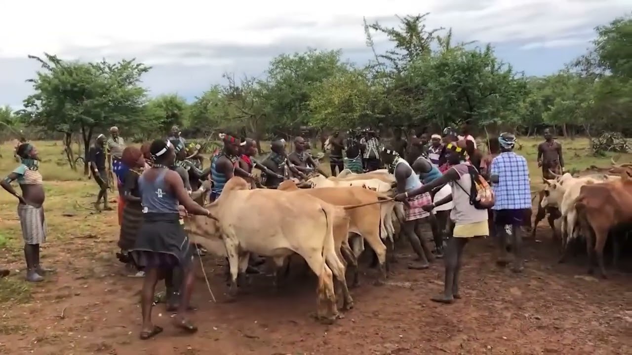 Ethiopia -hamar tribe-bull jumping ceremony (Helen fashion)