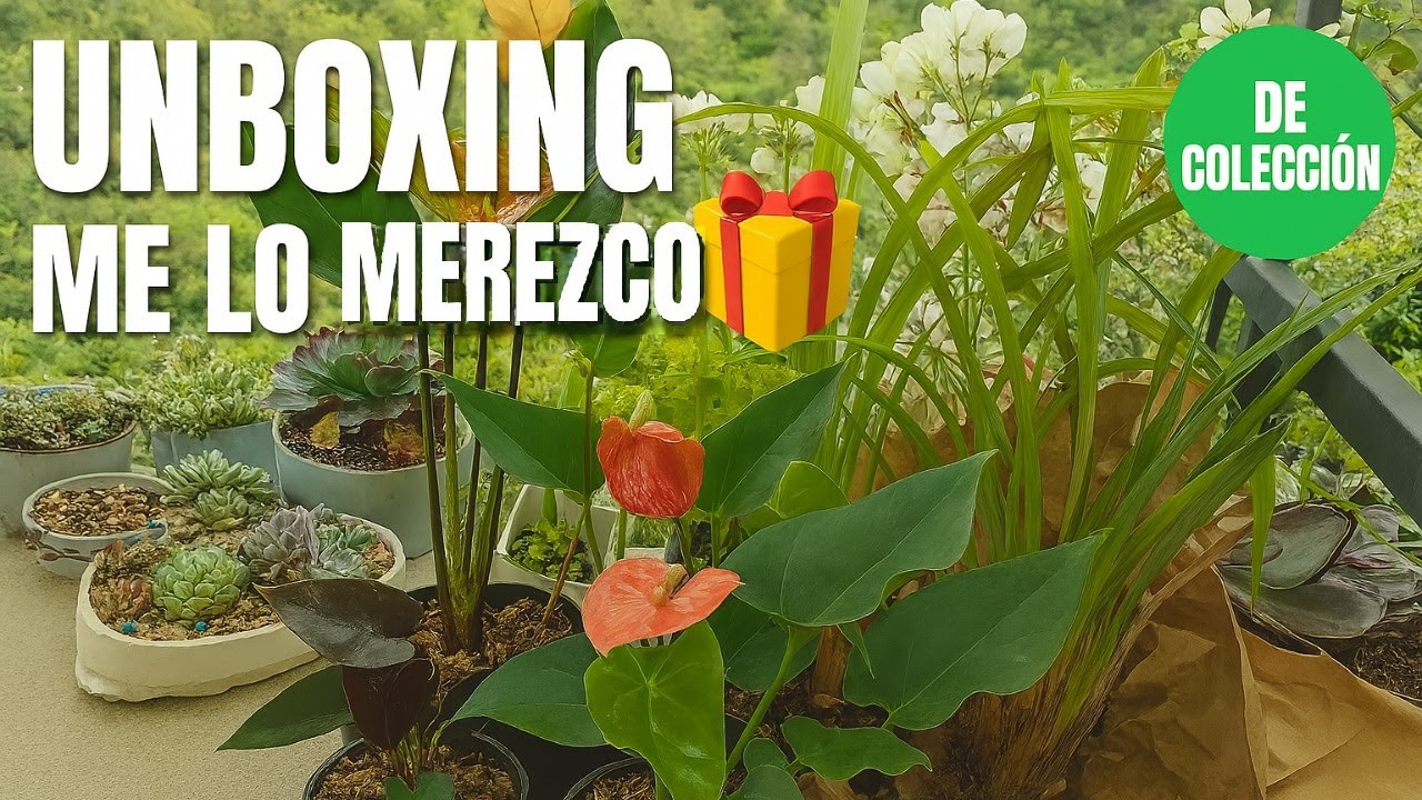 Me Auto-Regalé Plantas 🌿 Anturios de Colección Únicos y Orquídeas