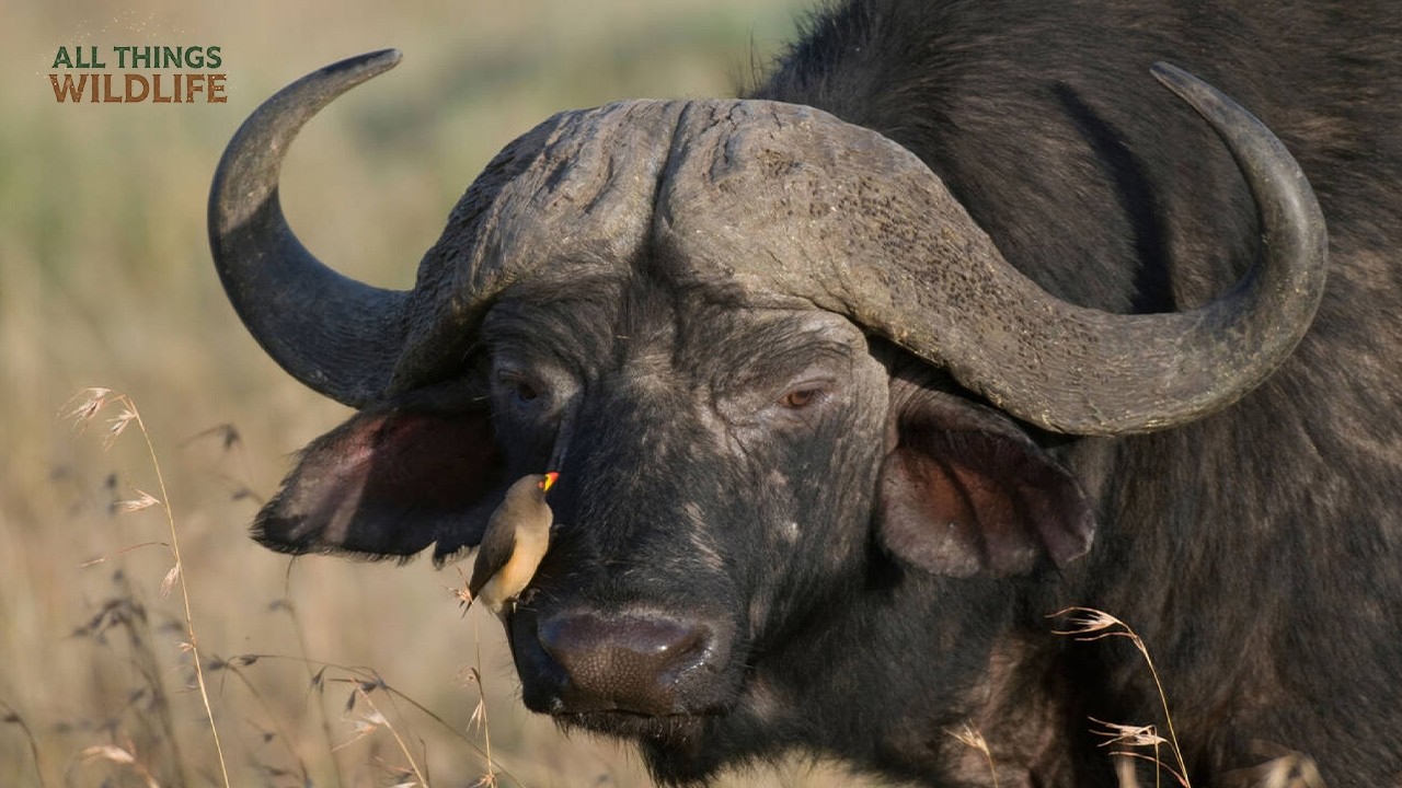 Why the Cape Buffalo is Africa’s Most Dangerous Herbivore? #CapeBuffalo #Africa #BlackDeath #BigFive